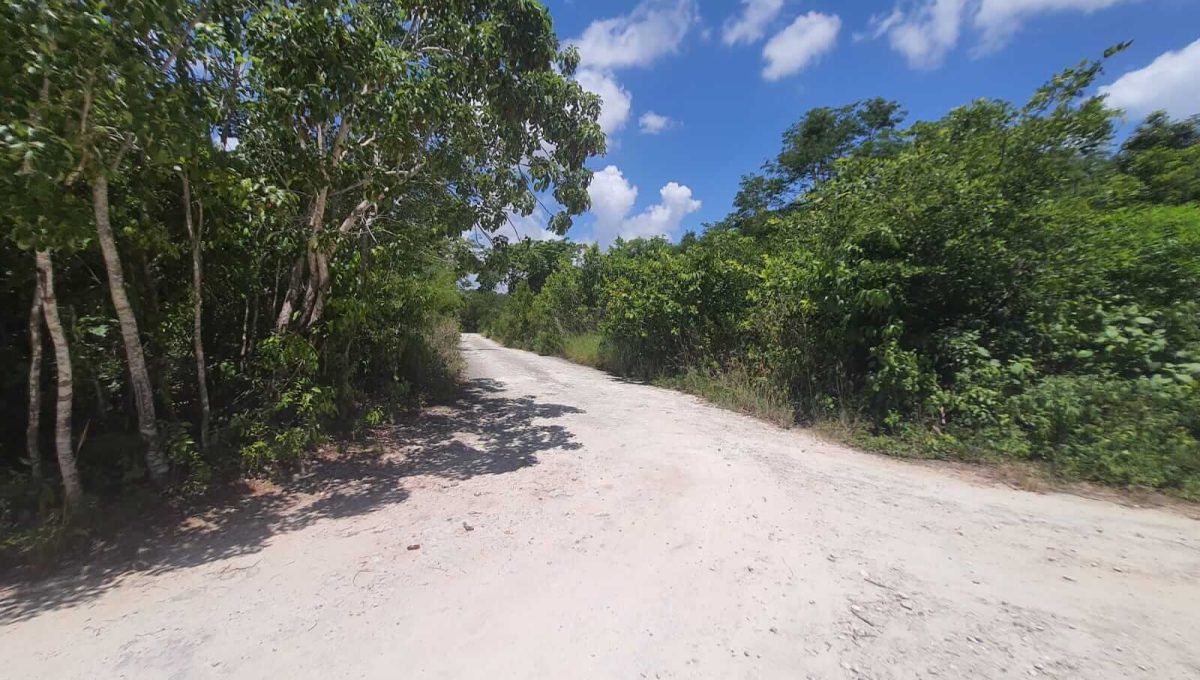 Abedules y Cipres Alamos II 2022-07-28 at 12.11.20 PM