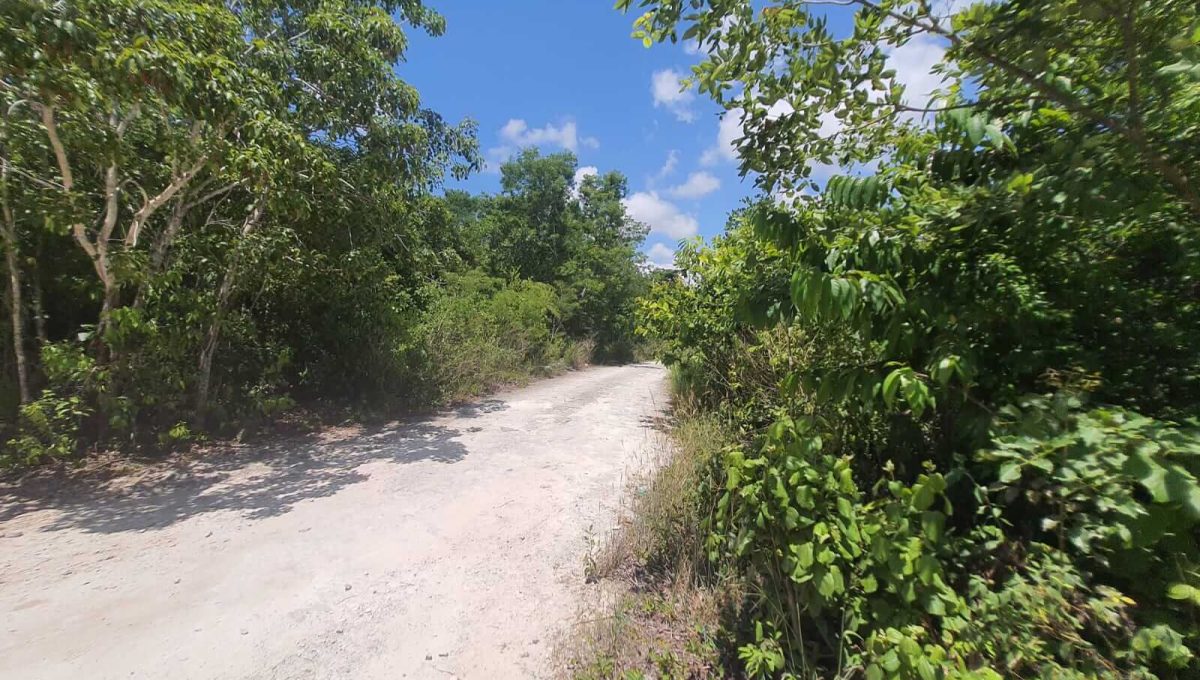 Abedules y Cipres Alamos II 2022-07-28 at 12.11.21 PM