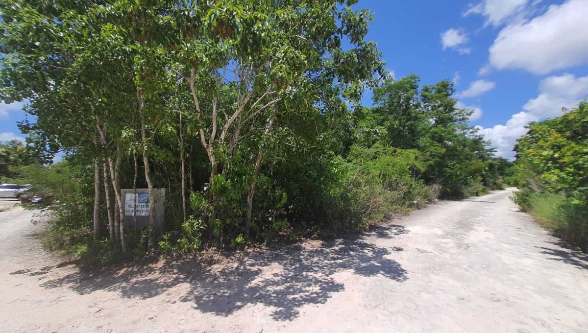 Abedules y Cipres Alamos II 2022-07-28 at 12.11.21 PM (2)