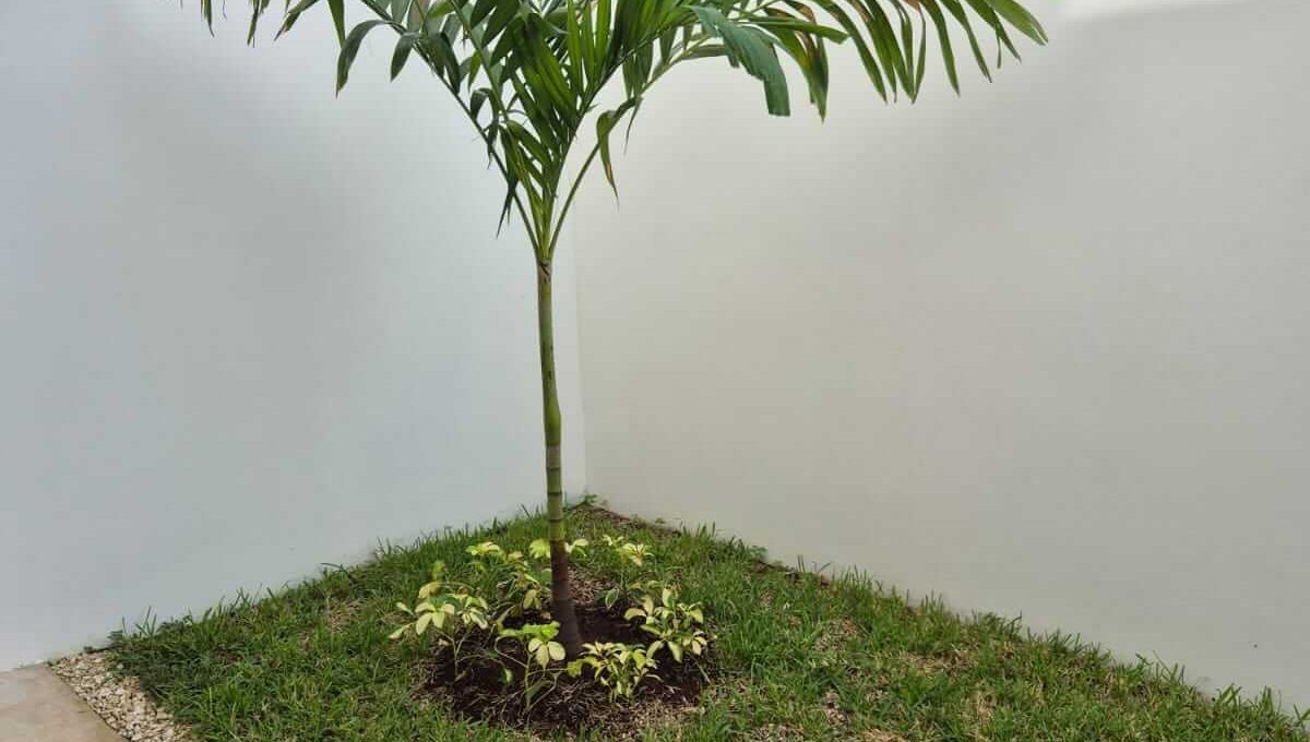 Arbolada Sabino 2025-02-17 at 10.13.28 AM-2