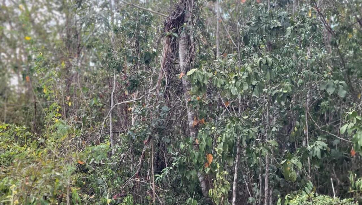 Doctores Alfonso Alarcón 2024-03-19 at 4.50.06 PM