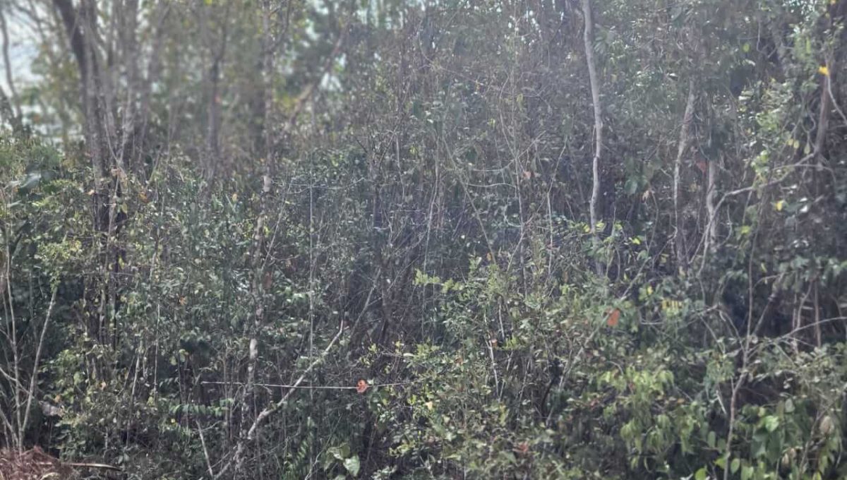 Doctores Alfonso Alarcón 2,500 mts-2024-03-19-at-4.50.05-PM-1