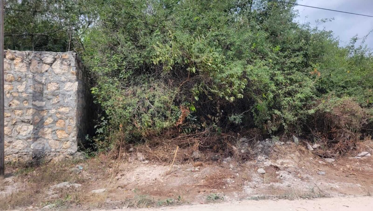 Doctores Felipe Amaro 2024-03-22 at 5.33.31 PM (1)