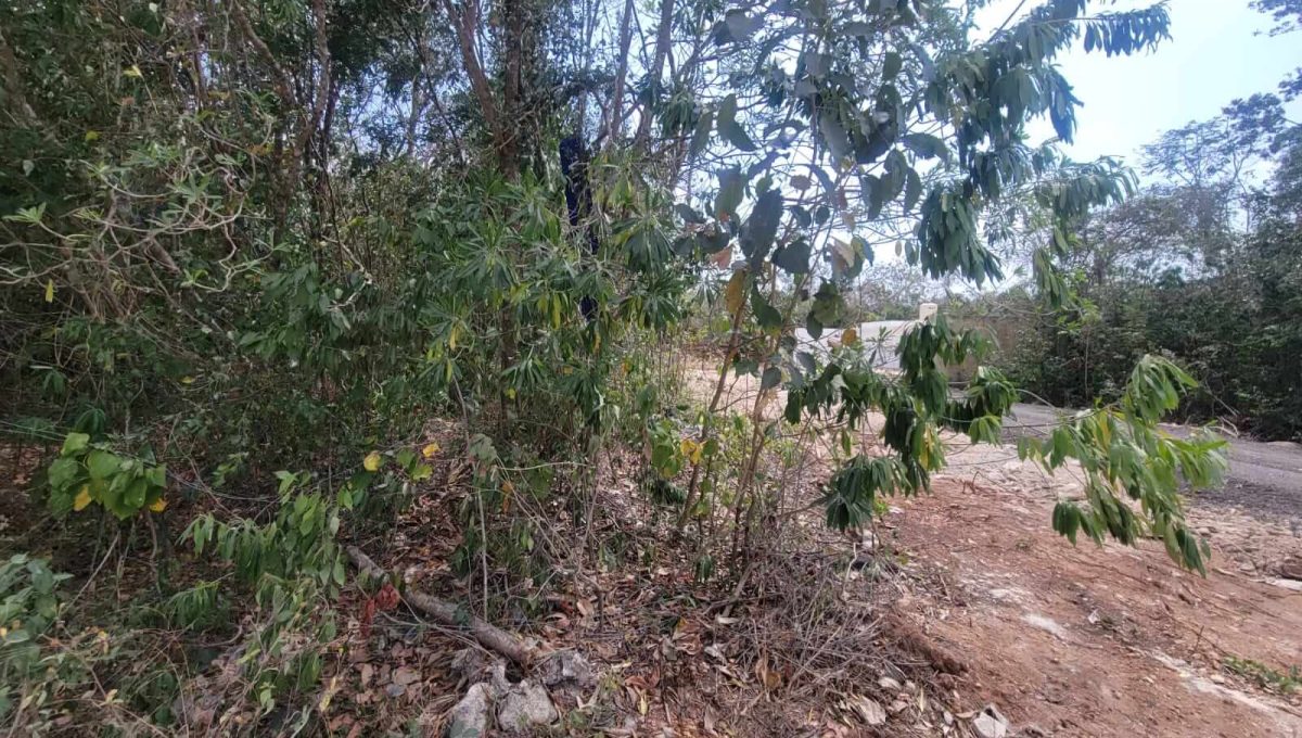 Doctores Felipe Amaro 2024-03-22 at 5.33.31 PM