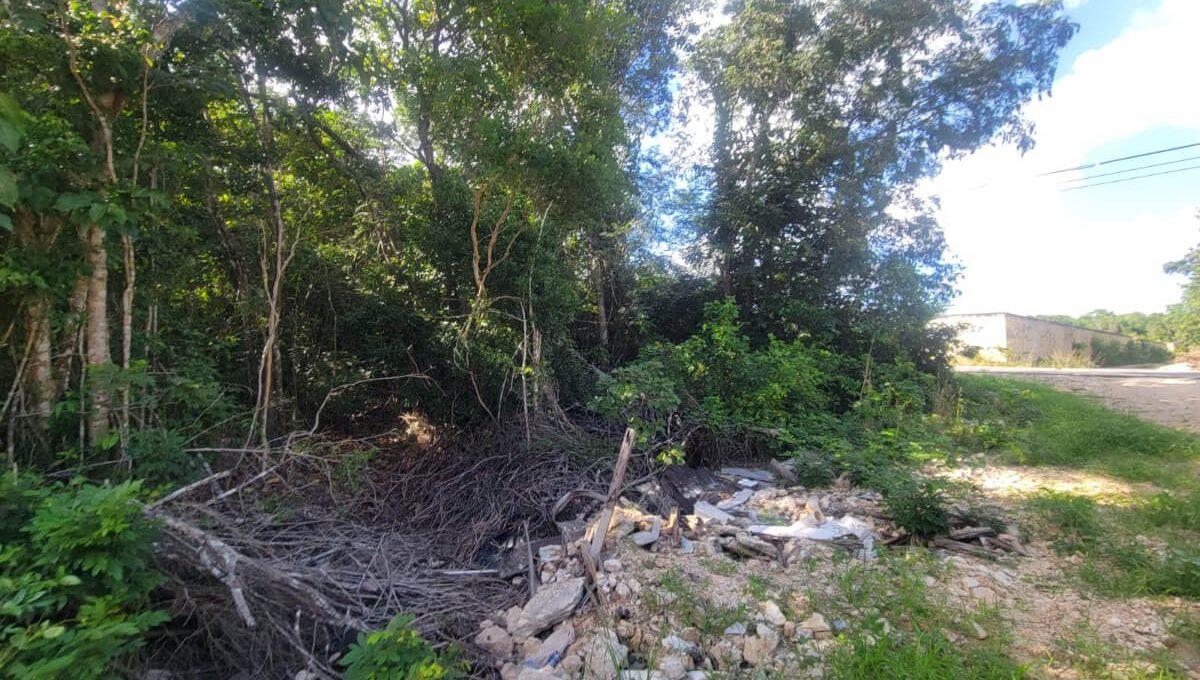 Doctores Rogelio Castorena -MLM72576902549_102023-F