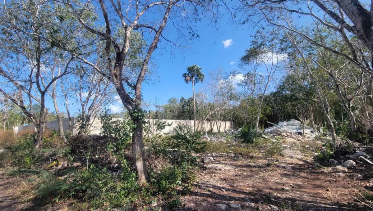 Esq. Flamboyanes Alamos II 2024-04-02 at 2.22.44 PM (5)