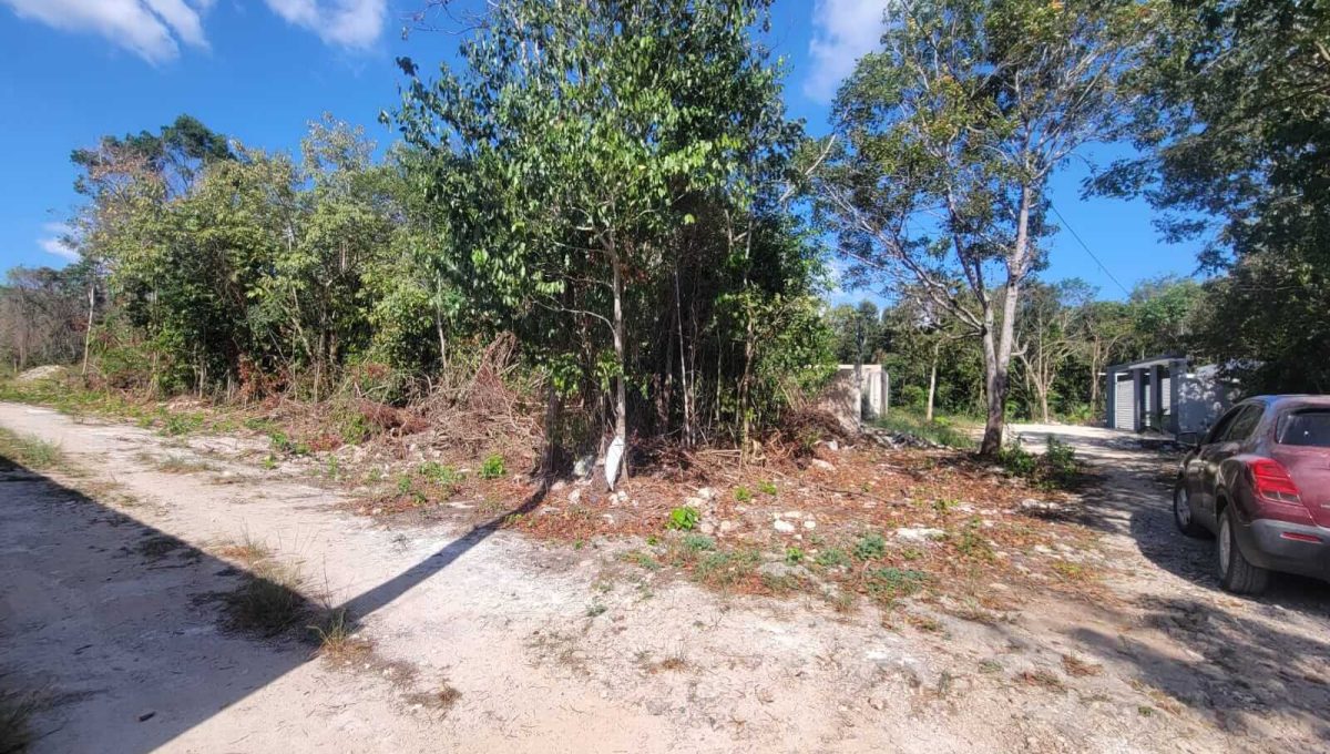 Flamboyanes y Venus at 2.22.46 PM