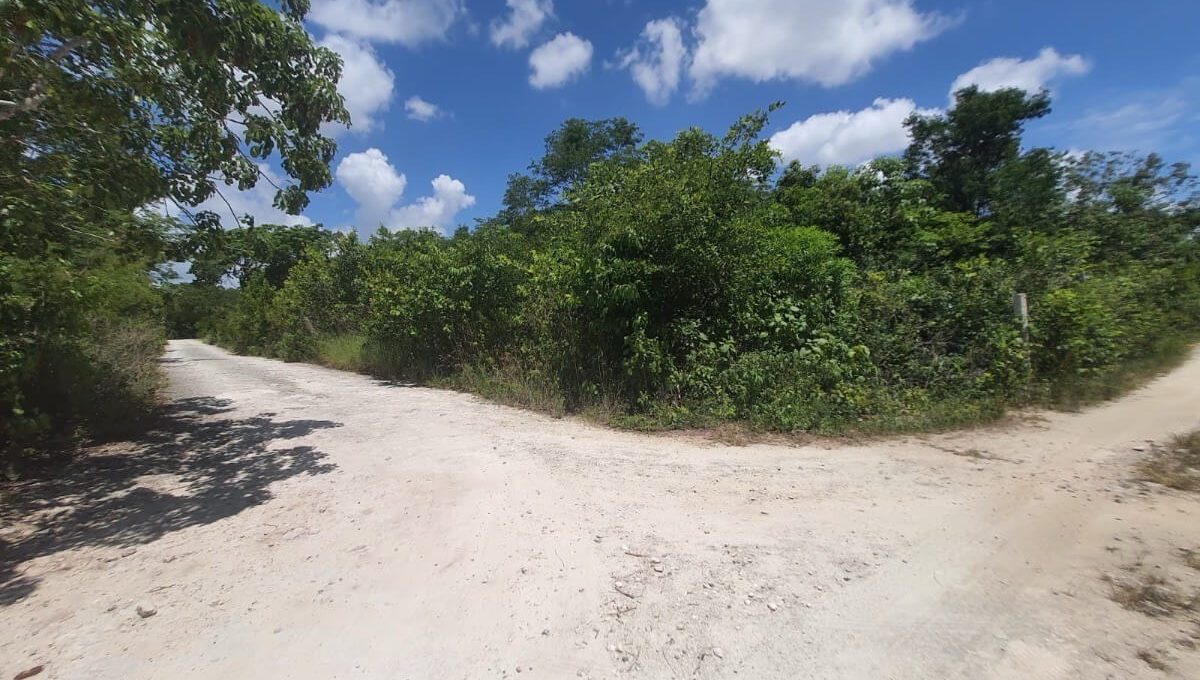 Huayacán y Ciricote Alamos II_795953-MLM76050290759_042024-F