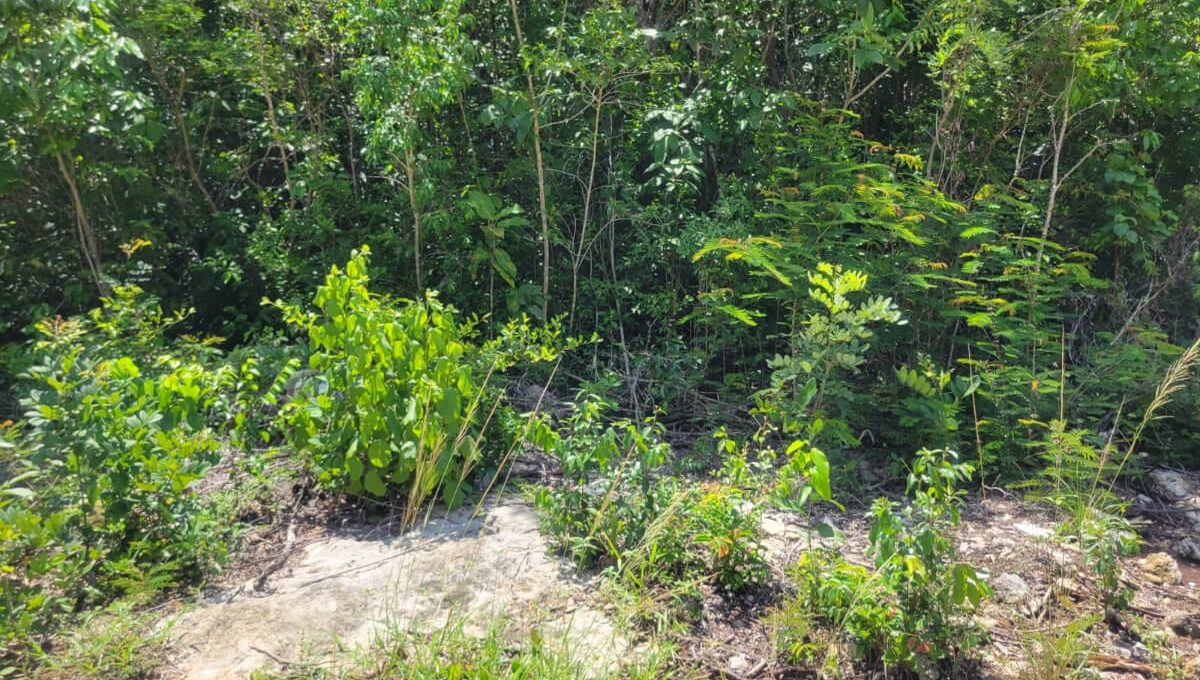 Huayacán y Ciricote Alamos II_942401-MLM75876588708_042024-F - copia