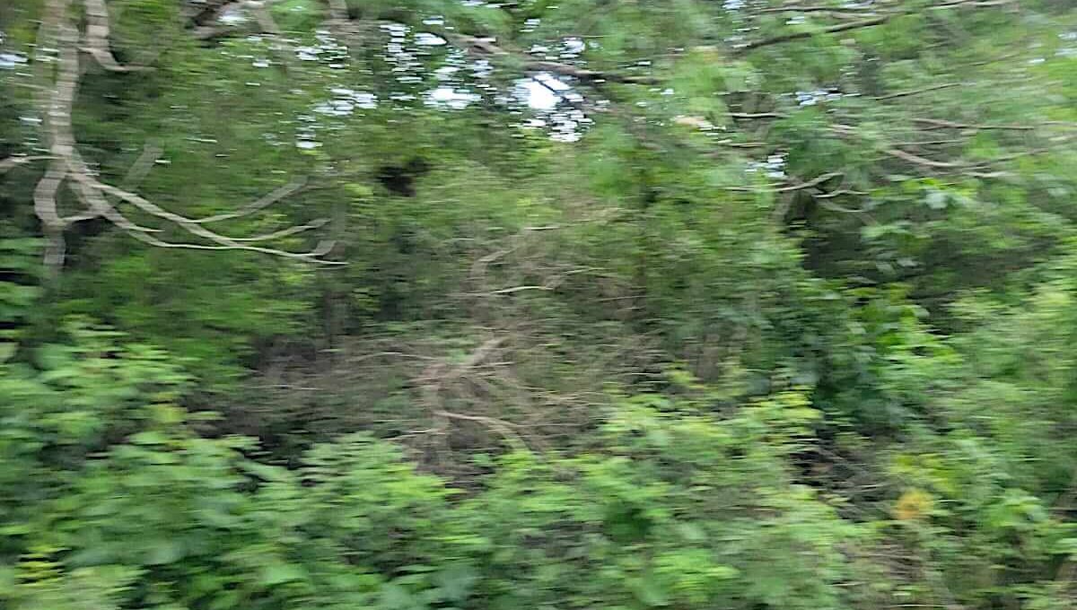 Mañanitas-2023-08-28-at-14.12.07