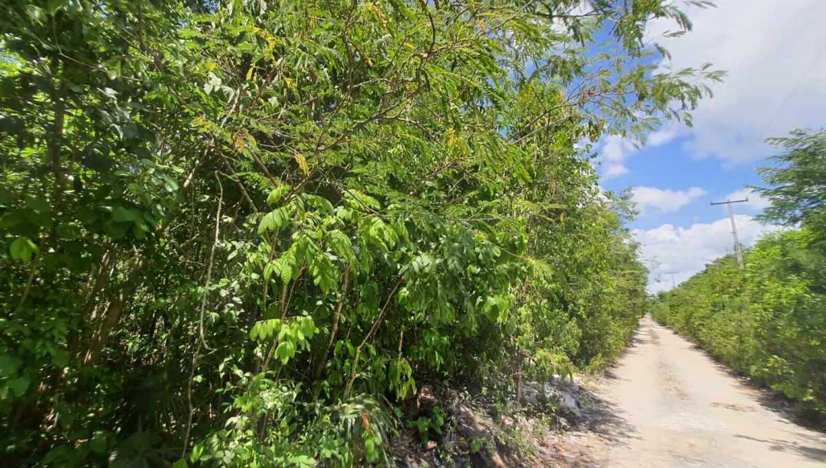 Nogal Alamos II 2022-07-26 at 11.06.55 AM (2)