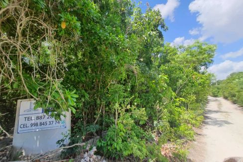 Nogal y Abeto Alamos II 2022-07-21 at 1.13.34 PM (3)