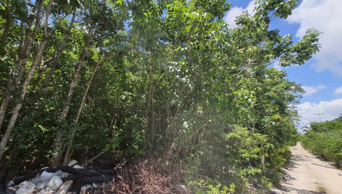 Nogal y Abeto Alamos II 2022-07-21 at 1.13.35 PM (1)