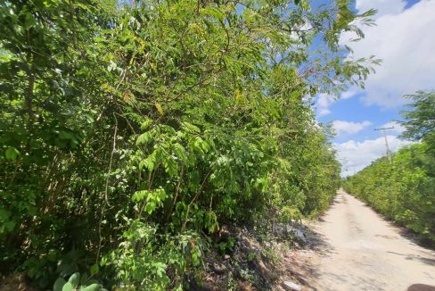 Nogal y Abeto Alamos II 2022-07-21 at 1.13.35 PM